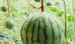 吃瓜网官网.今日吃瓜贴,娱乐圈最新瓜料大揭秘